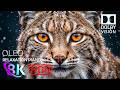 Absolutely Only Best 8K HDR Dolby Vision (8K/4K Video TV) Nature OLED Test 240FPS