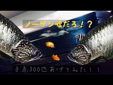 アロワナ混泳水槽 餌やり動画 ノーザンバラムンディ餌やり動画 Youtube アロワナ混泳水槽 餌やり動画 ノーザンバラムンディ餌やり動画 Youtube