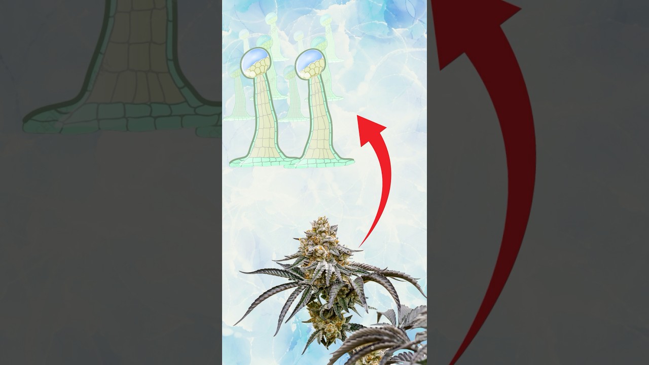 The Real Reason Buds Get So Frosty ❄️🌿 How Buds turn Frosty White