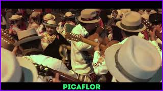 Video thumbnail of "PICAFLOR"