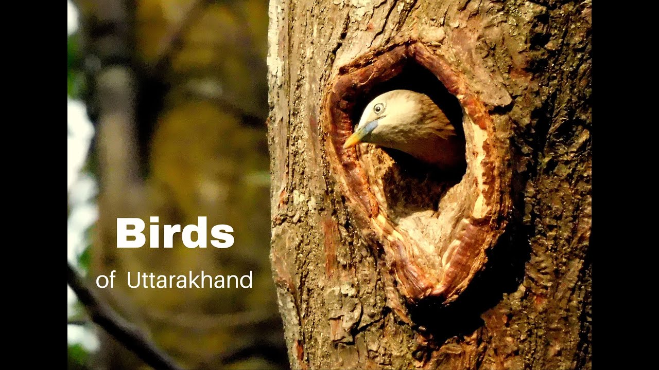 birds of Uttarakhand