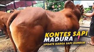 Kontes Sapi Qurban Asli Madura🔥🔥🔥, Update Harga Sapi Qurban Murah Di Bogor