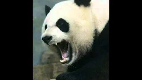 Qual è il verso del panda?