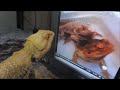 ニコニコ動画でAVを見て興奮するトカゲ Bearded Dragon