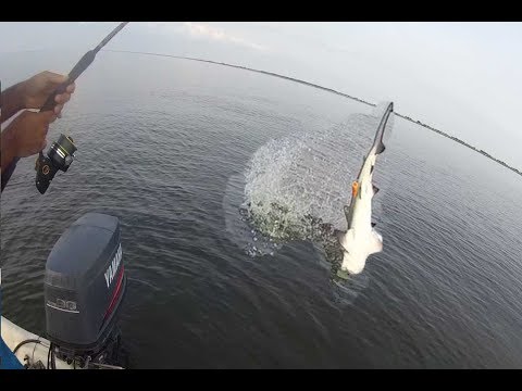 flying-sharks-attack-our-mullet-in-lake-pontchartrain