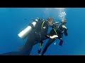 The best of scuba diving in the red sea egypt