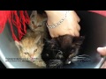 История спасения котят| Поймали кудрявого котенка | saving homeless kittens