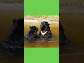 Uno and Mary's water waltz!