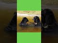Uno and Mary's water waltz!