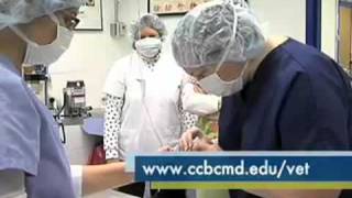 CCBC Veterinary Technology
