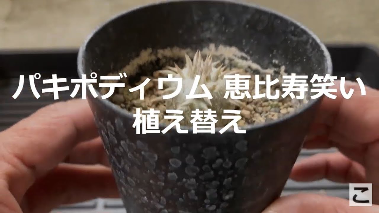 【塊根植物】パキポディウム 恵比寿笑い 植え替え