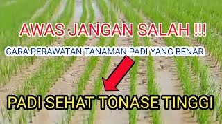 How to Care for Rice Plants for Maximum Yield
