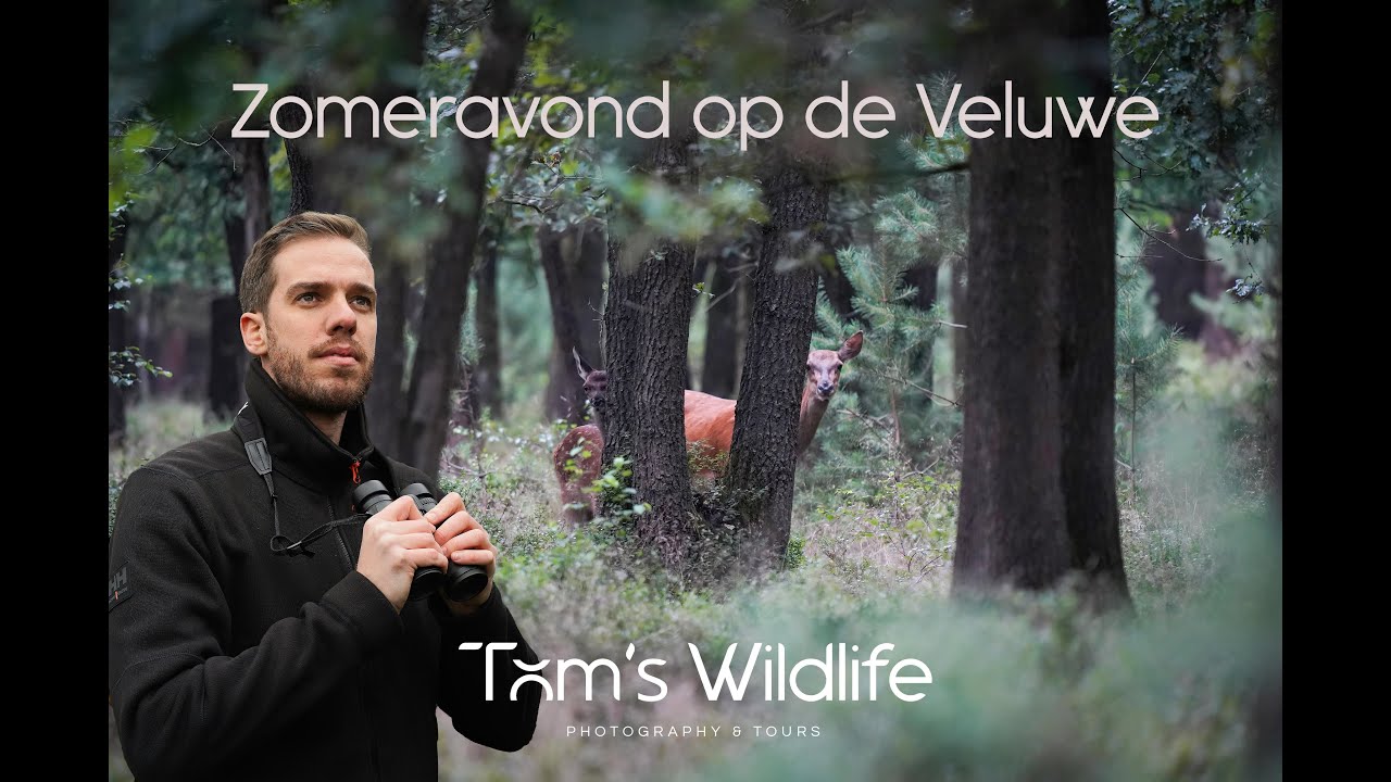 #1 - Tom's Wildlife - Zomeravond op de Veluwe