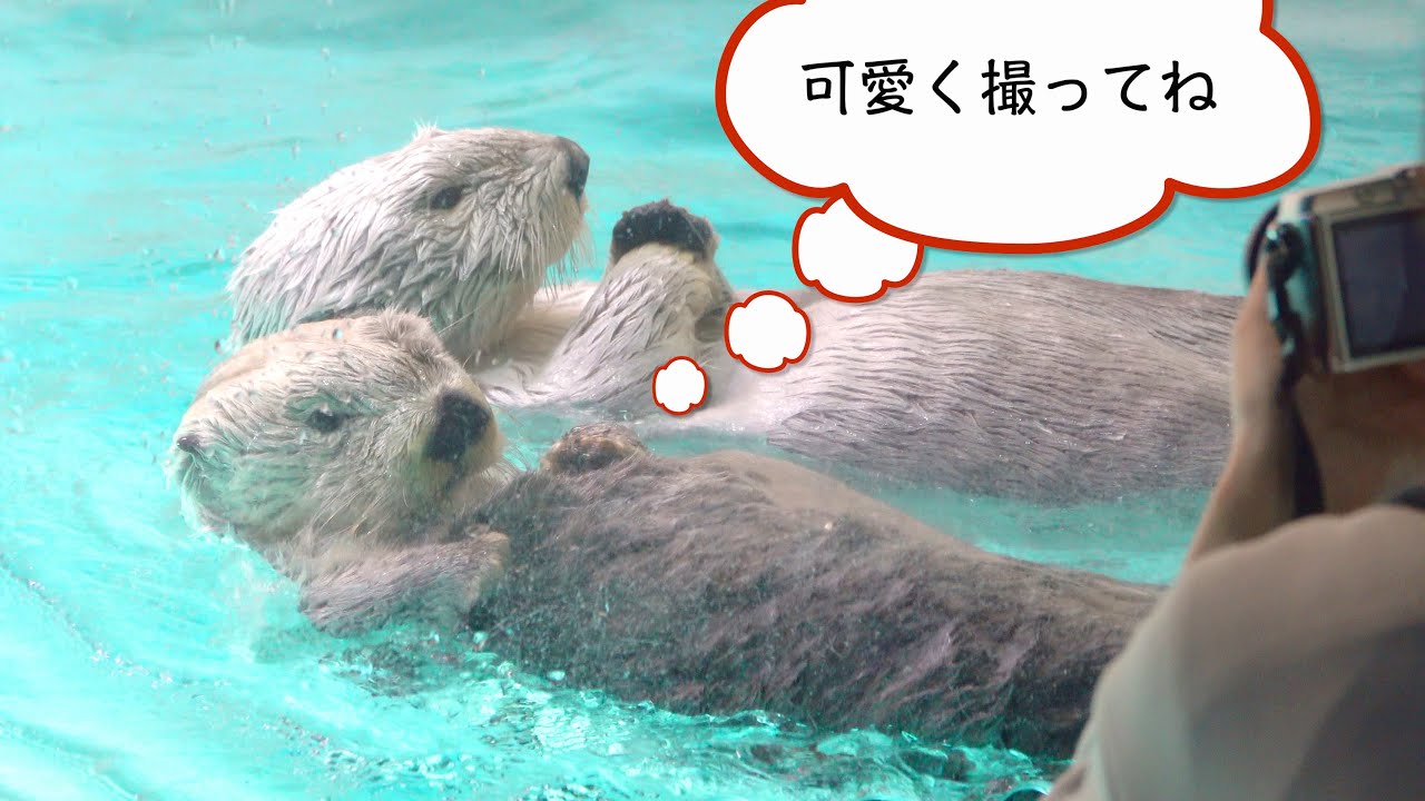 カメラを意識してるラッコがこちらです ラッコのメイちゃんとキラちゃん Sea Otterr May And Kira Toba Aquarium鳥羽水族館 21 4 Youtube