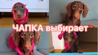 ПОДБОРКА ЛЮБИМЫХ ВИДЕО ИЗ TIKTOK 5 II Чапитосики