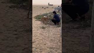 #doglove #dogfooding #keralanews #manjeshwar #beachshorts #viralshorts #viralshorts #trendingshorts