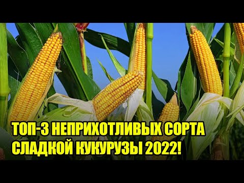 Видео: Какие сорта кукурузы самые лучшие: руководство по разным сортам кукурузы