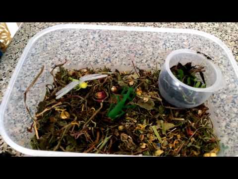 Mini Beasts Habitat