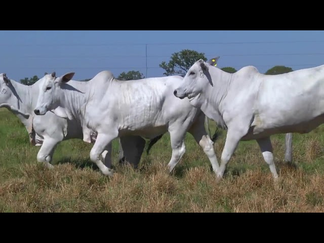 LOTE 52   8294 8476 8577 mp4