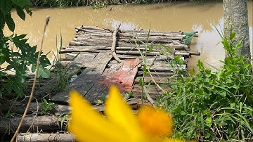 Tập 174❤️🌸Làm ăn thua lỗ bán rẻ căn nhà lộ nhựa 294m2 chỉ có 800triệu.Gò Công Tây.Tiền Giang