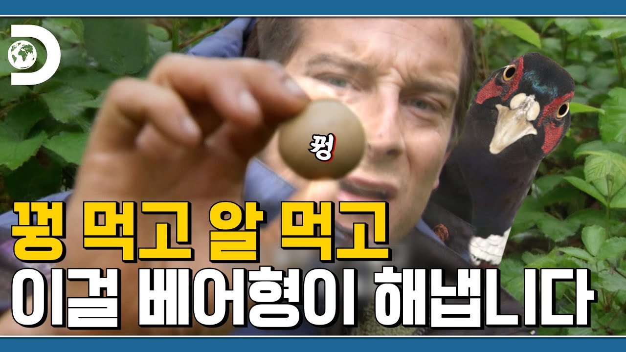 ⁣🔴유튜브 : 에드 봤지?, 그럼 🥚알 까먹는 베어형도 봐! 😲구독자 : 네? 네;; 조지아 산맥에서 꿩 알 노리는 베어그릴스 [Man VS Wild]