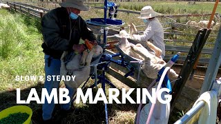 Lamb Marking - Slow and Steady