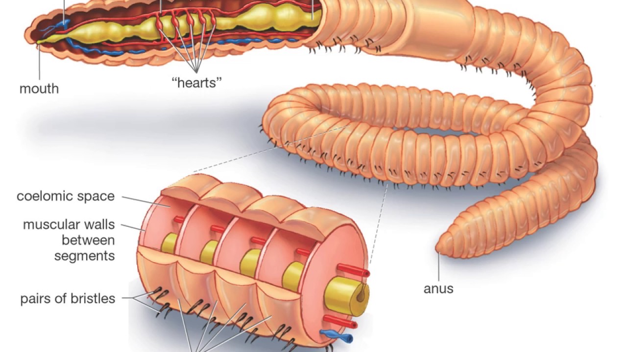 Diversity of life   animal kingdom