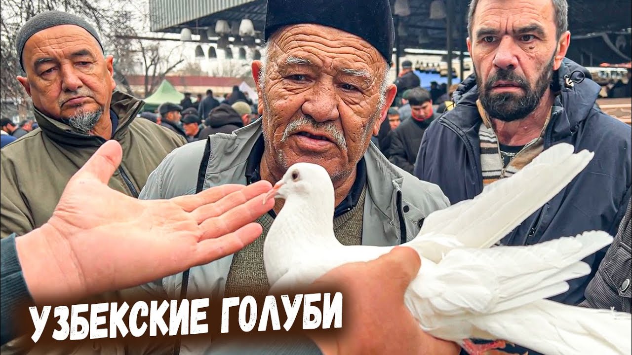 ТАШКЕНТ. ПТИЧИЙ РЫНОК. ГОЛУБИ. САМЫЙ БОЛЬШОЙ БАЗАР СЕГОДНЯ КАРАКАМЫШ