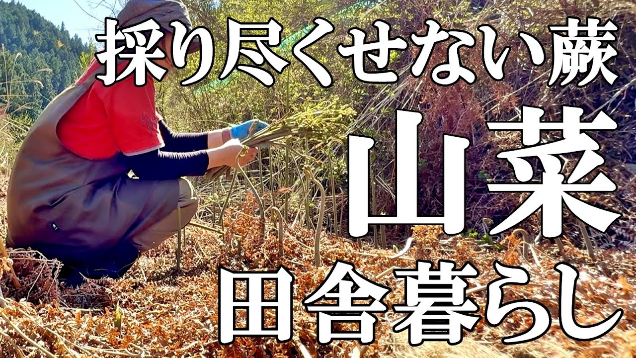 【山菜採り】ここは宝の山！採り尽くせない天然ワラビとコゴミ  姉たちの山菜採り  アミガサタケが大豊作  甘えたい猫  自然豊かな山奥暮らしの日々｜村暮らし｜移住｜料理【標高800mの田舎暮らし】