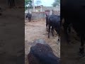 #Buffalo#Bull#calf #cow #farming