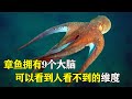 古老生物章魚，擁有九個大腦，可以看到人眼看不到的維度 #章鱼，九脑，外星生物，深海，异度空间，未解之谜