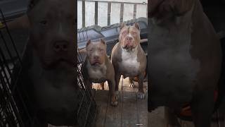 German shepherd Vs Rottweile, Pitbull 😈🐕#shorts #viral #doglover542 #shortsfeed #trending  #dog