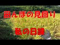 田んぼの見回り