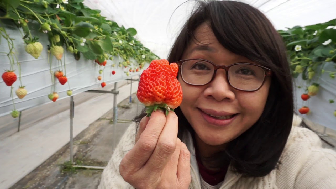 Strawberry Picking 30 Minute บุฟเฟต์สตอเบอรี่ 30นาที YouTube