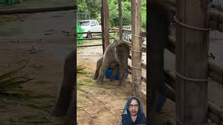 aapko video achcha Laga to aage share Karen #monkey #adorably #funny #monkeybusiness #funniestvideo