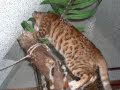 Bengal Cats Von Samas Bengalen