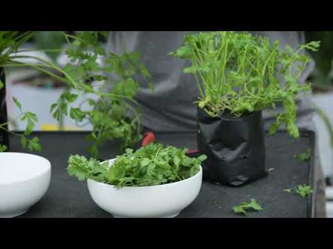 How to harvest
