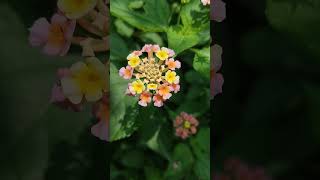 Most Beautiful Goodhal Flower