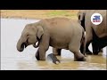 Desperate for Water: Elephant Herds Spotted in Okkampitiya Amid Harsh Drought