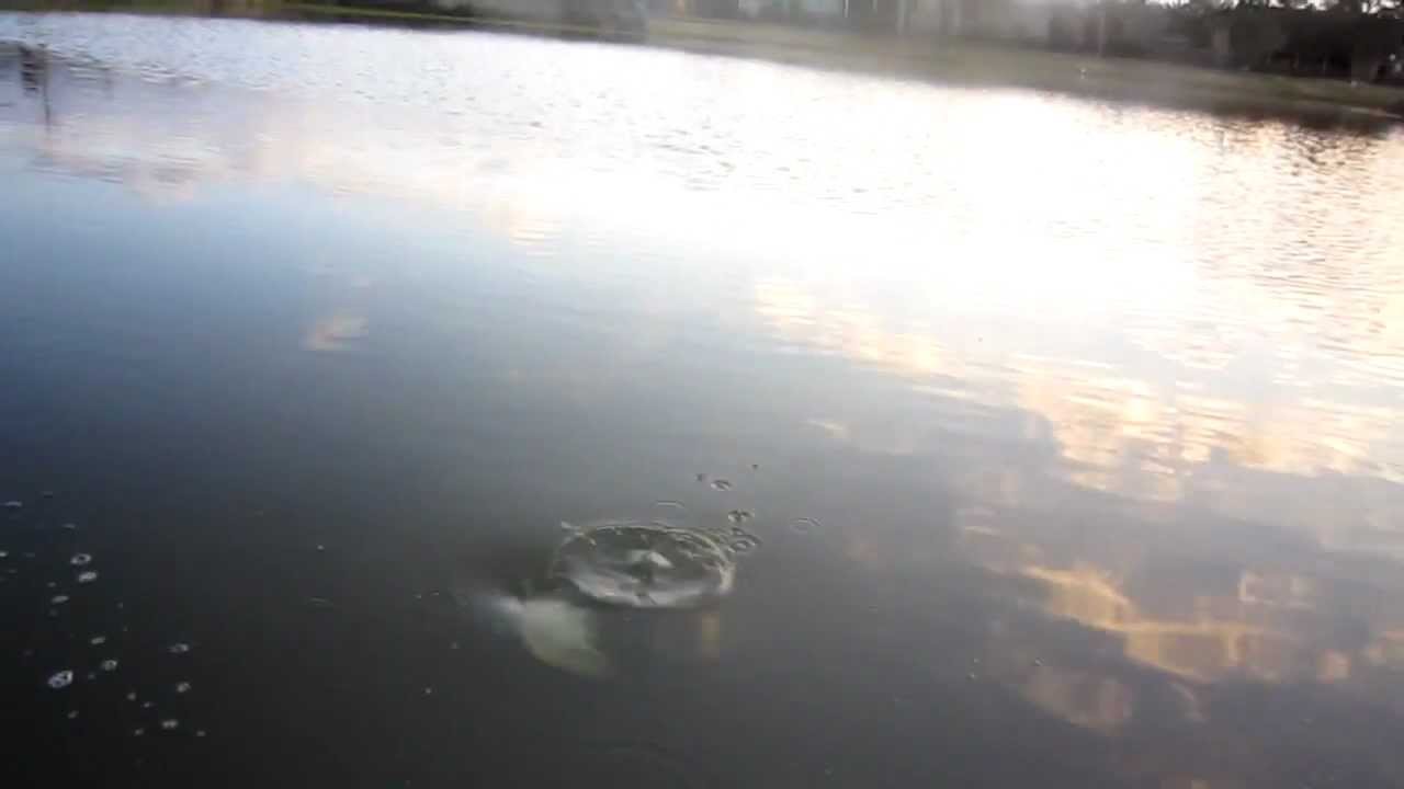 pikelets Bass Attack!