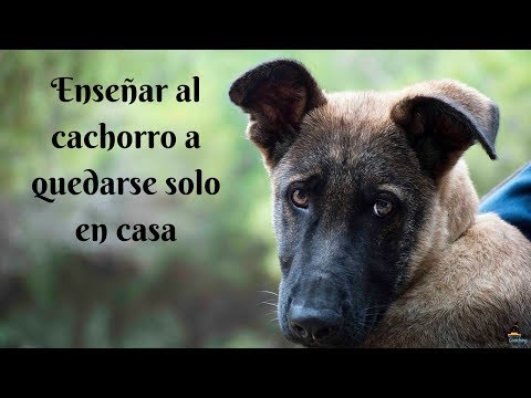 Video: Cómo Entrenar A Tu Perro Para Que Se Quede Solo En Casa