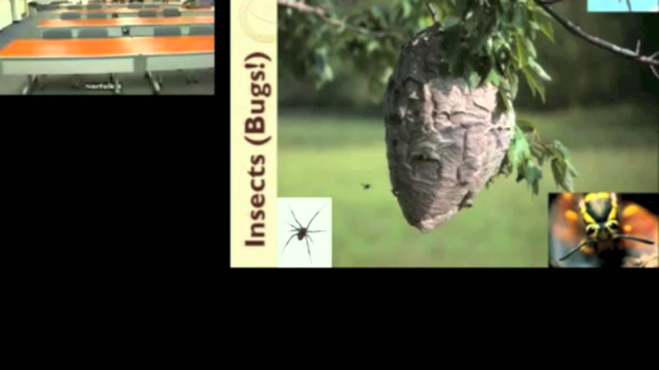 Rabies Insect Safety Day 2013, Part 4: Insects, Lyme Disease & Rabies - YouTube
