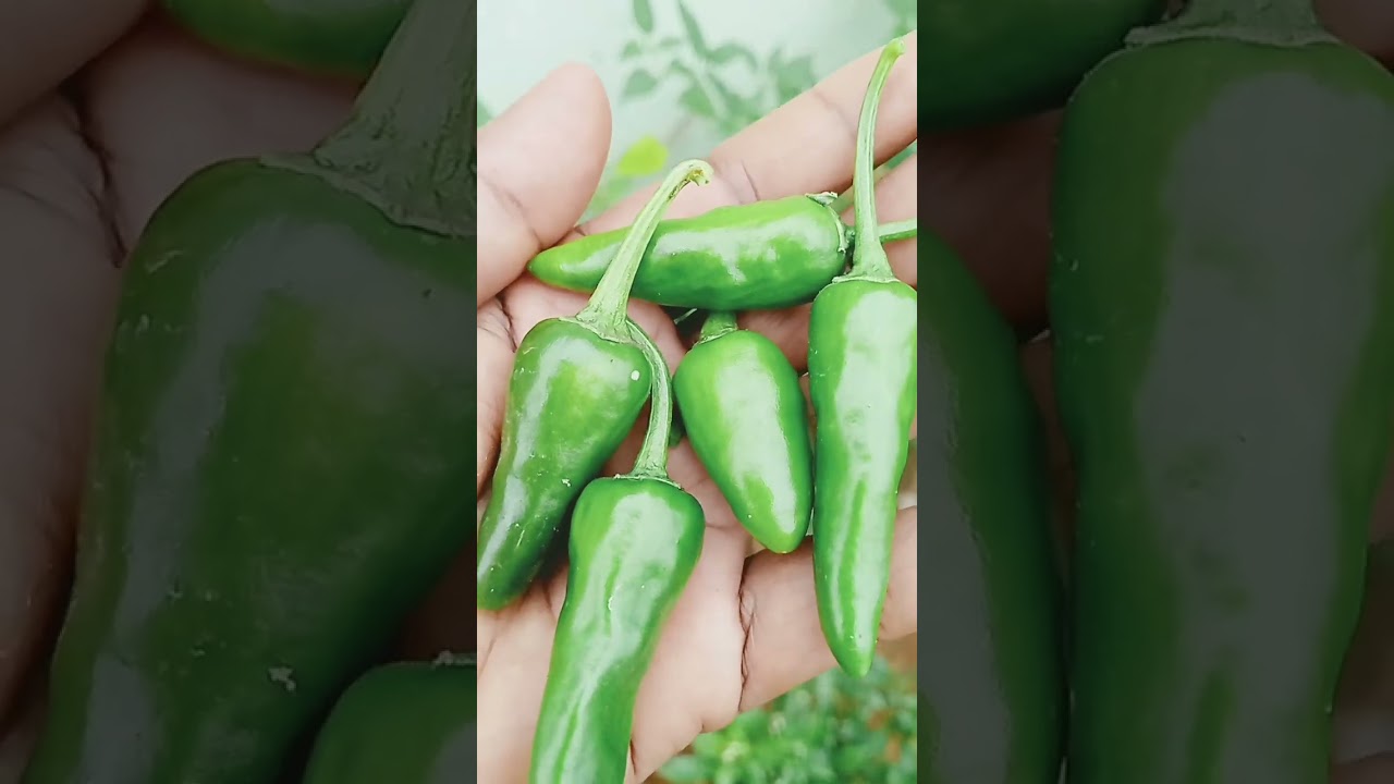 #greenchilli