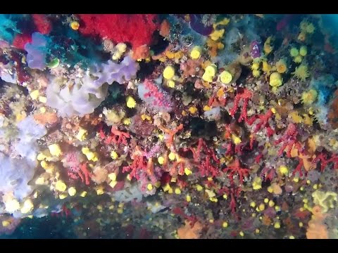 plongée  Begur  - cap sa sal  -  Aiguafreda 2016-07