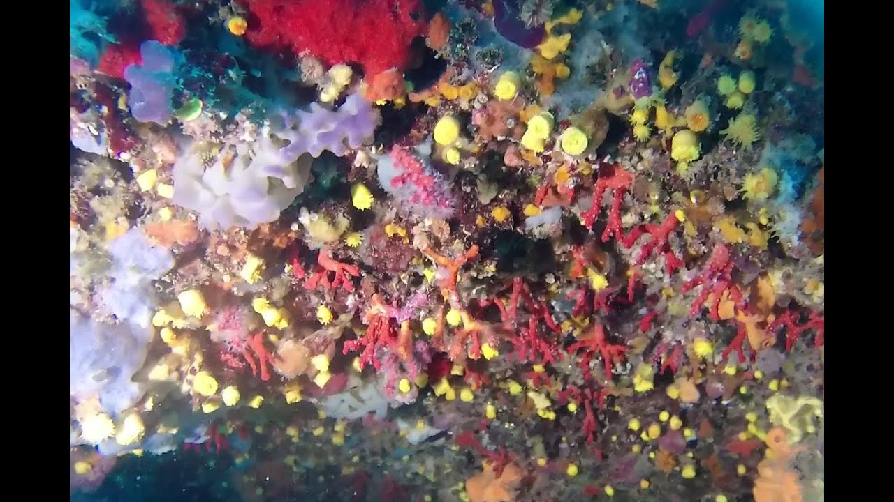 plongée  Begur  - cap sa sal  -  Aiguafreda 2016-07