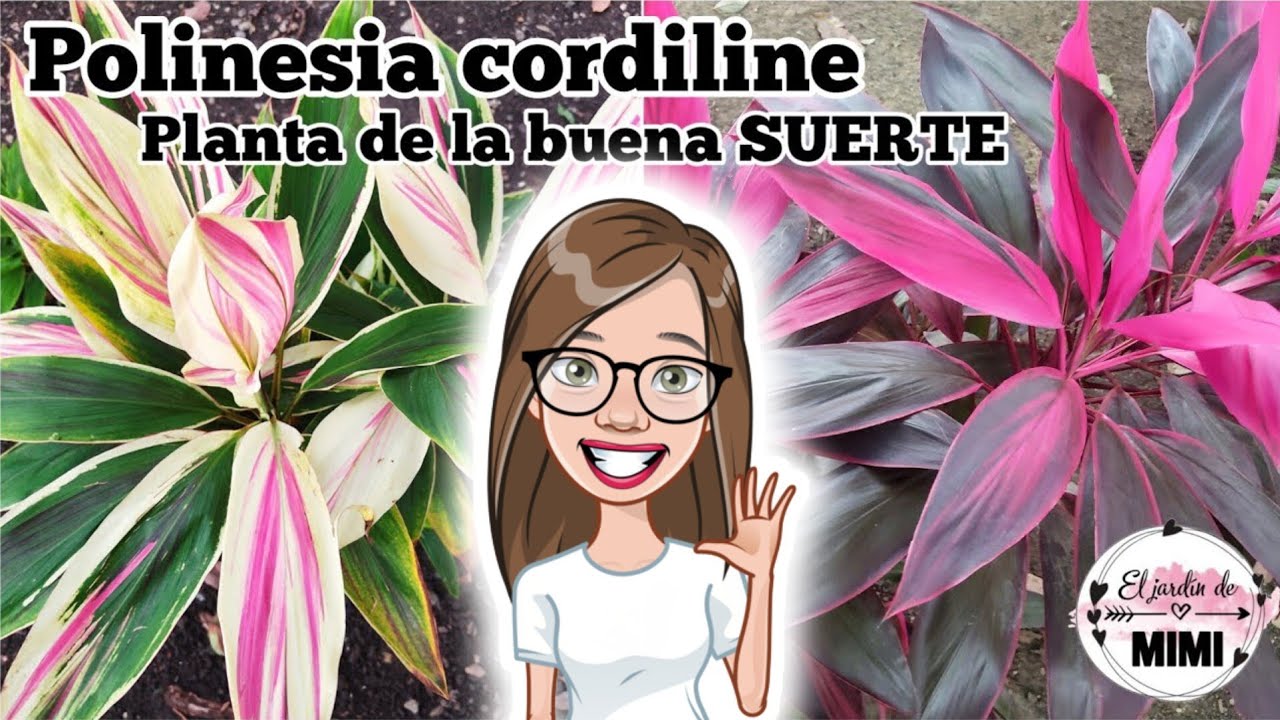 POLINESIA cordyline, cuidados y características| Planta de la buena SUERTE