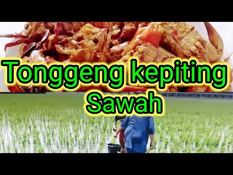 Masak Kepiting Sawah