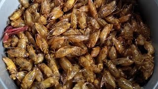 Makanan Ekstrim Indonesia   jatisawitpunyaceritamakananunikfyp