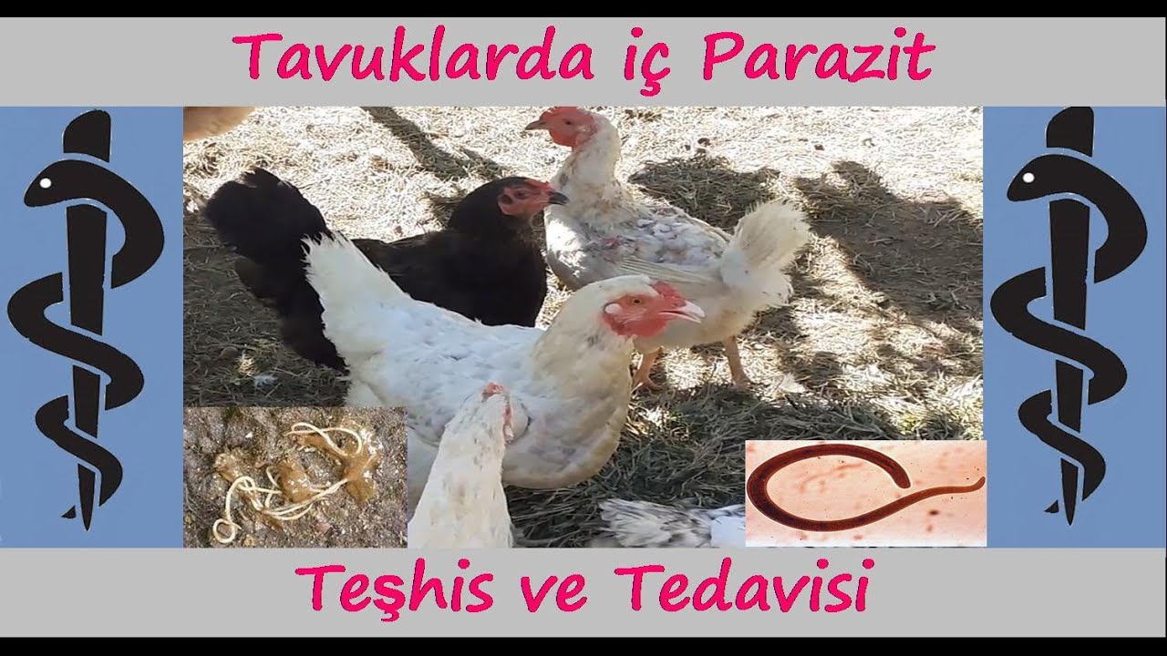 Tavuklarda İç Parazit Teşhis ve Tedavisi.
