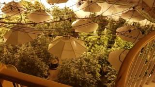 Elaborate Marijuana Operation Busted at Fresno Rental Home